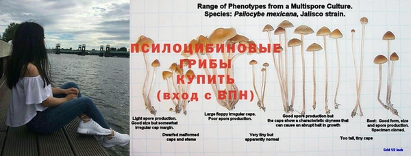 шишки Белокуриха